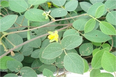 Rhynchosia rufescens